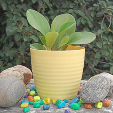 Stylish Multi-Colored Fibre Pots for Modern Gardening