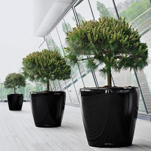 Lechuza ClassicoLS 21 Black Self-Watering Planter