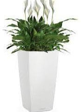 Lechuza CubicoLs 50 White Self-Watering Planter