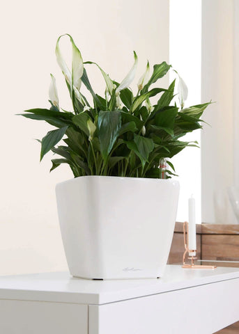 Lechuza QuadroLS 35 White Self-Watering Planter