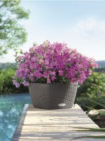 Lechuza Bacino Cottage Charcoal Self- Watering Planter