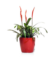 Lechuza ClassicoLS 21 Red Self-Watering Planter