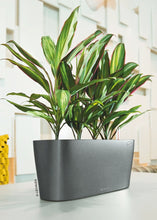 Lechuza Delta 10 Charcoal Self-Watering Planter