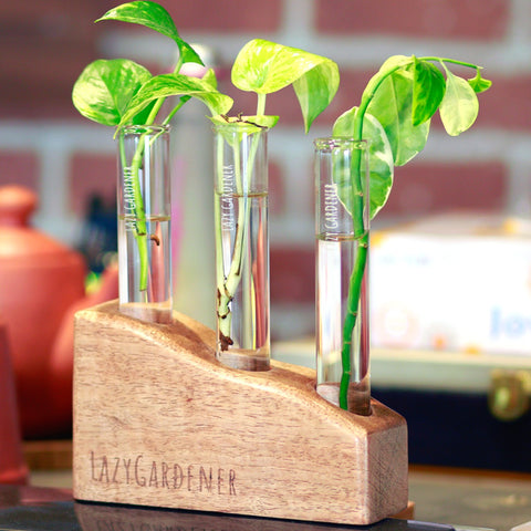 Timber Grove (Table Top Test Tube Planter)