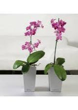 lechuza maxi cubi self-watering planter Lechuza Maxi Cubi Silver Self-Watering Planter – Green Carpet